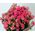 Bouquet of small pink shrub roses - view 1