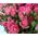 Bouquet of small pink shrub roses - view 3