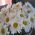 Bouquet of chamomiles - view 1