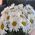 Bouquet of chamomiles - view 2