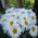 Bouquet of chamomiles - view 4