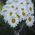 Bouquet of chamomiles - view 5