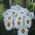 Bouquet of chamomiles - view 6