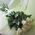 Bouquet of roses Marousia - view 1