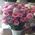 Bouquet of pink eustoma - view 1