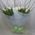 Bouquet of tulips with delivery - view 1
