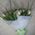 Bouquet of tulips with delivery - view 2