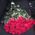 Bouquet of high roses - view 2
