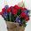 Bouquets of irises and roses - view 3 The quantity of flowers is reduced on request of the client