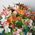 Alstroemeria flowers in bouquet - view 5