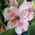 Alstroemeria flowers in bouquet - view 6