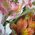 Alstroemeria flowers in bouquet - view 7
