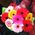 Gerberas to buy - view 1