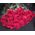 Imported roses with large buds - view 3