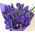 Irises purple - view 3