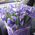 Irises purple - view 4