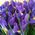 Irises in a bouquet - view 3