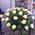 Basket of white roses - view 5