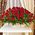 Basket of 101 roses - view 1