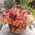 Basket of 25 Alstroemeria - view 1