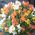 Basket of 25 Alstroemeria - view 2