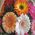 Basket with gerberas - view 3