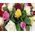 Basket of roses of different colors - view 2