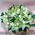 Glorious basket of orchids - view 1