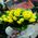 Basket from tulips - view 1