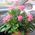 Basket of roses - view 1