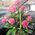 Basket of roses - view 2