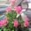 Basket of roses - view 3