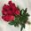Red roses on a long leg - view 2
