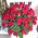 Red roses in a man's basket for an anniversary - view 3