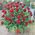 Red roses in a man's basket for an anniversary - view 4