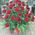 Red roses in a man's basket for an anniversary - view 5