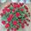 Red roses in a man's basket for an anniversary - view 6