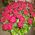 Red roses in a man's basket for an anniversary - view 7