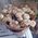 Large bush roses - view 1