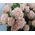Small roses - view 1