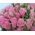 A small bouquet of pink roses - view 4
