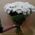 Chamomile in a bouquet - view 2