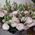 Pink eustoma in bouquet - view 1