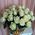 White roses in the basket - view 1