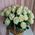 White roses in the basket - view 2
