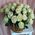 White roses in the basket - view 3