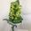 Green orchid branch - view 1