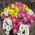 Chrysanthemum bouquet - view 3
