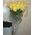 Yellow Dutch roses - view 1