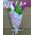 11 tulips - view 8